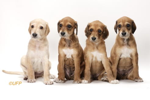 埼玉県のサルーキ 男の子 21 05 09生まれ スムースクリーム男の子 子犬id ブリーダーナビ