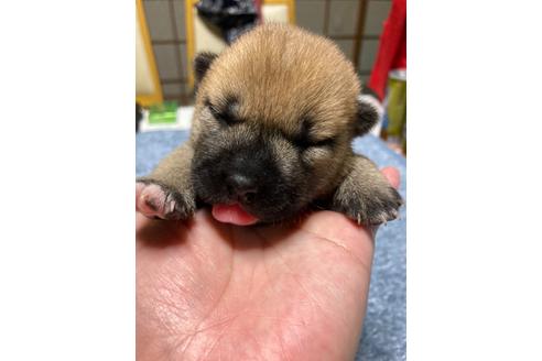 成約済の広島県の柴犬-138439の7枚目