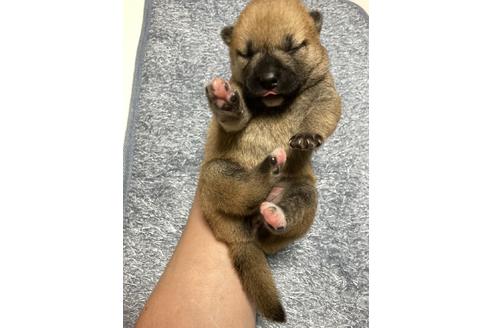 成約済の広島県の柴犬-138439の6枚目