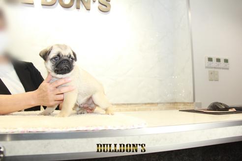 成約済の東京都のパグ-138489の6枚目