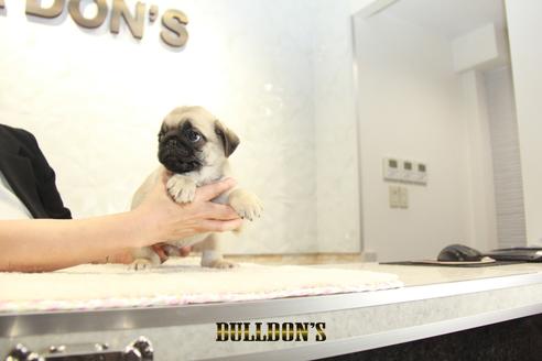 成約済の東京都のパグ-138489の5枚目