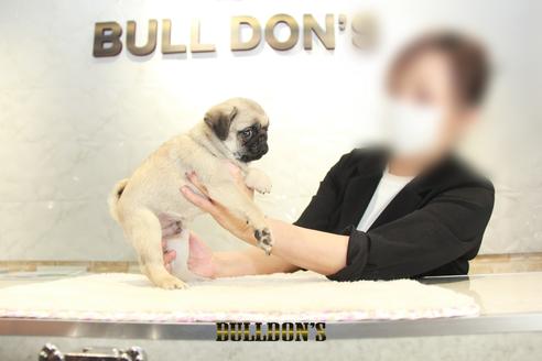 成約済の東京都のパグ-138489の4枚目