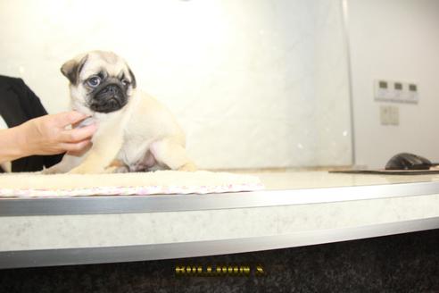 成約済の東京都のパグ-138489の2枚目