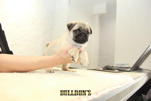 成約済の東京都のパグ-138490の1枚目