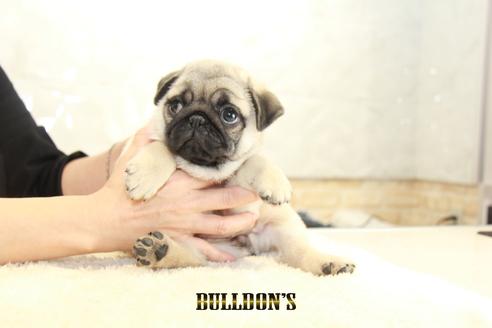 成約済の東京都のパグ-138490の7枚目