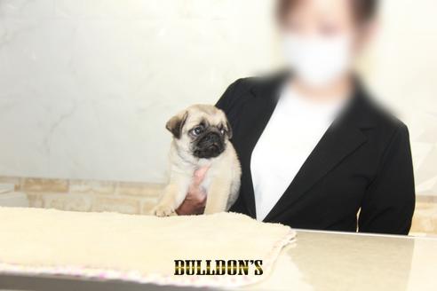 成約済の東京都のパグ-138490の6枚目