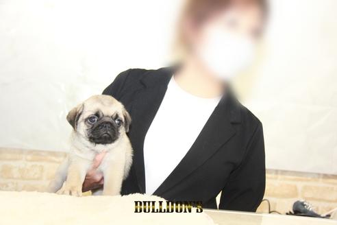 成約済の東京都のパグ-138490の5枚目