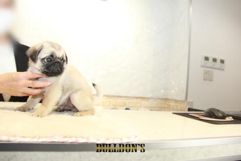 成約済の東京都のパグ-138490の4枚目