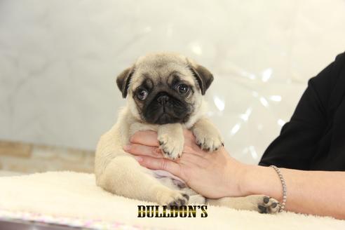 成約済の東京都のパグ-138490の3枚目