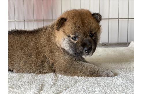 成約済の岡山県の柴犬-135112の9枚目