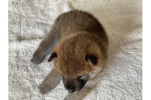 成約済の岡山県の柴犬-135112の8枚目