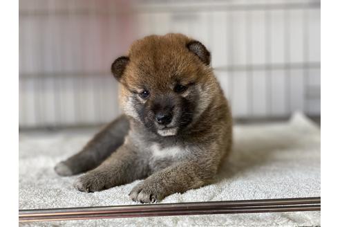 成約済の岡山県の柴犬-135112の7枚目