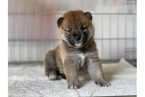 成約済の岡山県の柴犬-135112の5枚目