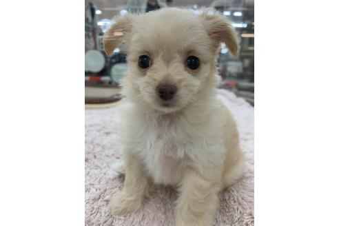 成約済の北海道のミックス犬-138496の1枚目