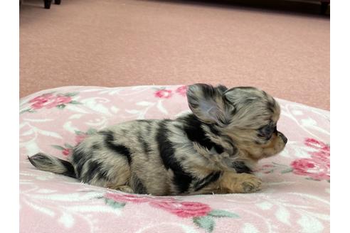 成約済の香川県のチワワ(ロングコート)-137179の5枚目