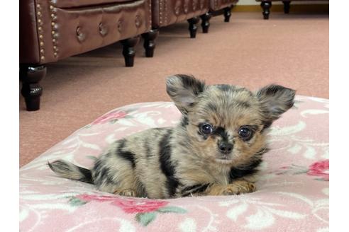 成約済の香川県のチワワ(ロングコート)-137179の4枚目