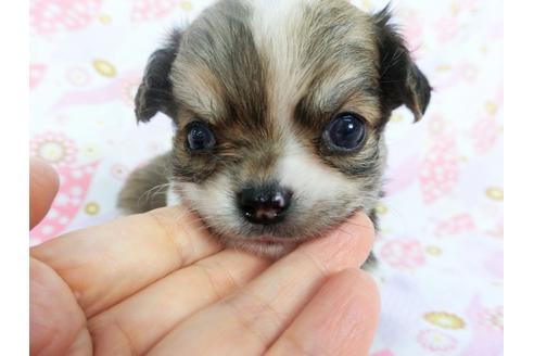 成約済の千葉県のチワワ(ロングコート)-138356の1枚目