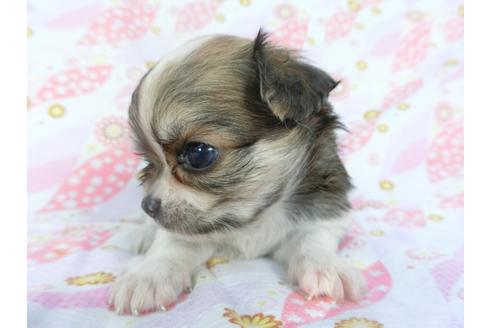 成約済の千葉県のチワワ(ロングコート)-138356の4枚目