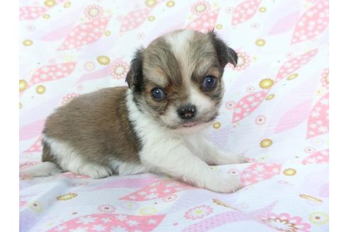 成約済の千葉県のチワワ(ロングコート)-138356の3枚目