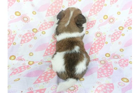 成約済の千葉県のチワワ(ロングコート)-138356の2枚目