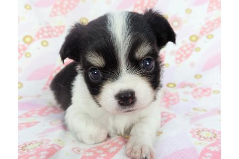 成約済の千葉県のチワワ(ロングコート)-138355の1枚目