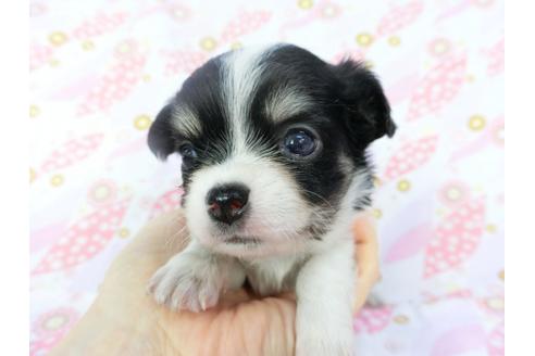 成約済の千葉県のチワワ(ロングコート)-138355の4枚目