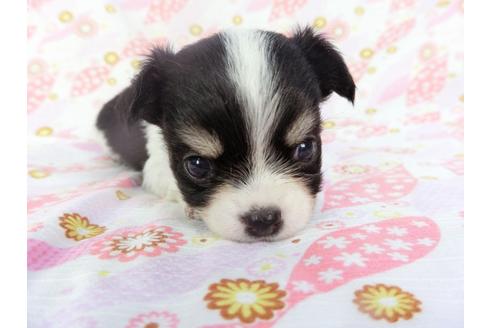 成約済の千葉県のチワワ(ロングコート)-138355の3枚目