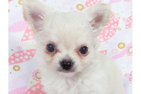 成約済の千葉県のチワワ(ロングコート)-137011