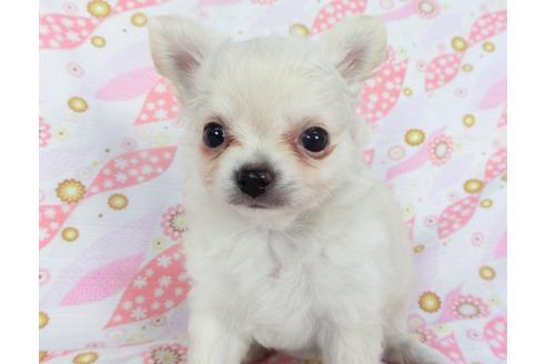 成約済の千葉県のチワワ(ロングコート)-137011の3枚目