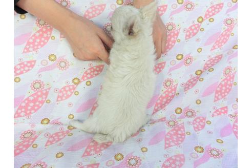 成約済の千葉県のチワワ(ロングコート)-137011の2枚目