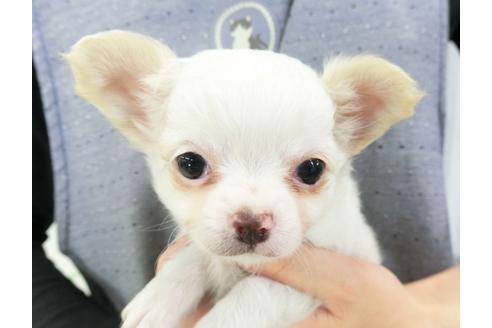 成約済の千葉県のチワワ(ロングコート)-137010の4枚目