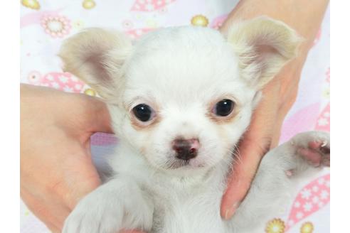 成約済の千葉県のチワワ(ロングコート)-137010の3枚目