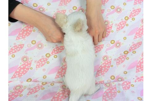 成約済の千葉県のチワワ(ロングコート)-137010の2枚目