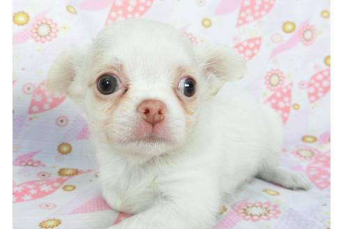 成約済の千葉県のチワワ(ロングコート)-137001の3枚目