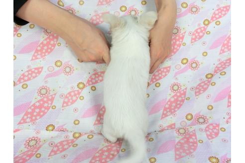 成約済の千葉県のチワワ(ロングコート)-137001の2枚目