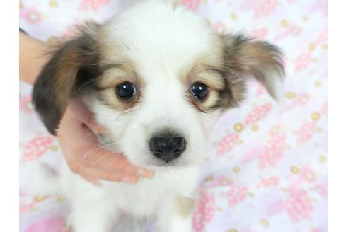 成約済の千葉県のパピヨン-136050の1枚目