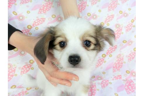 成約済の千葉県のパピヨン-136050の4枚目