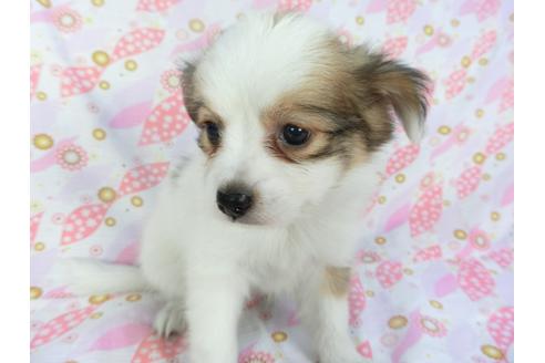 成約済の千葉県のパピヨン-136050の3枚目