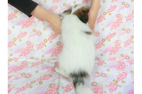 成約済の千葉県のパピヨン-136050の2枚目