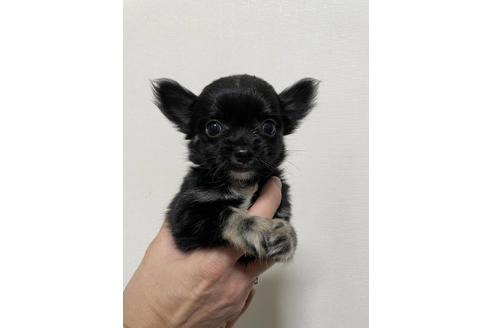 成約済の山梨県のチワワ(ロングコート)-132816