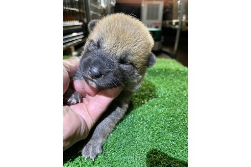 成約済の広島県の柴犬-137288の1枚目