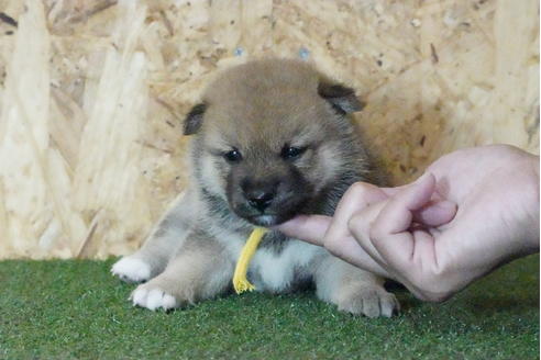 成約済の岐阜県の柴犬-138616の1枚目