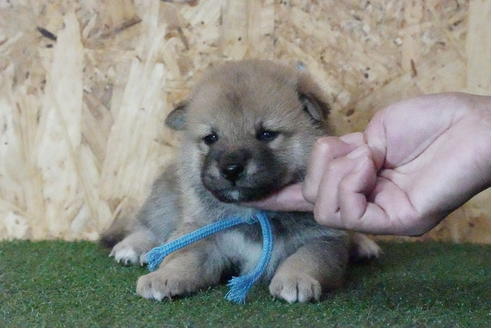 成約済の岐阜県の柴犬-138618の1枚目