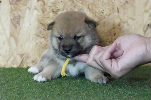 成約済の岐阜県の柴犬-138616の2枚目