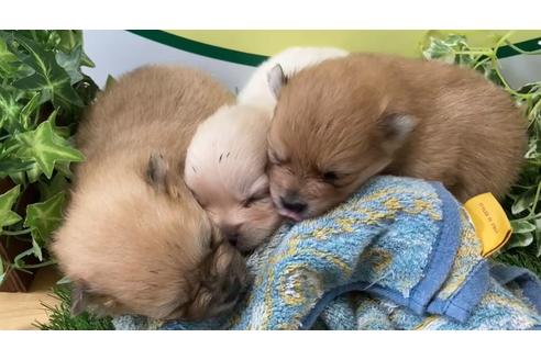 成約済の栃木県のポメラニアン-138628の1枚目