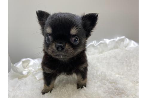 子犬