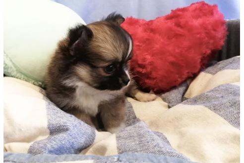 成約済の埼玉県のチワワ(ロングコート)-134577の2枚目