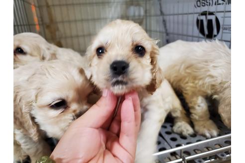 成約済の愛知県のアメリカンコッカースパニエル-138662の1枚目