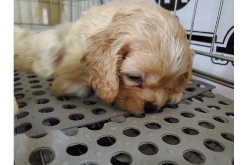 成約済の愛知県のアメリカンコッカースパニエル-138662の4枚目