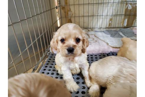 成約済の愛知県のアメリカンコッカースパニエル-138662の5枚目